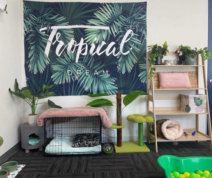 Cat Cost in Australia, Cat Boarding Prices Melbourne