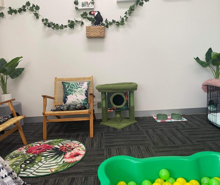 Cat Cost in Australia, Cat Boarding Prices Melbourne