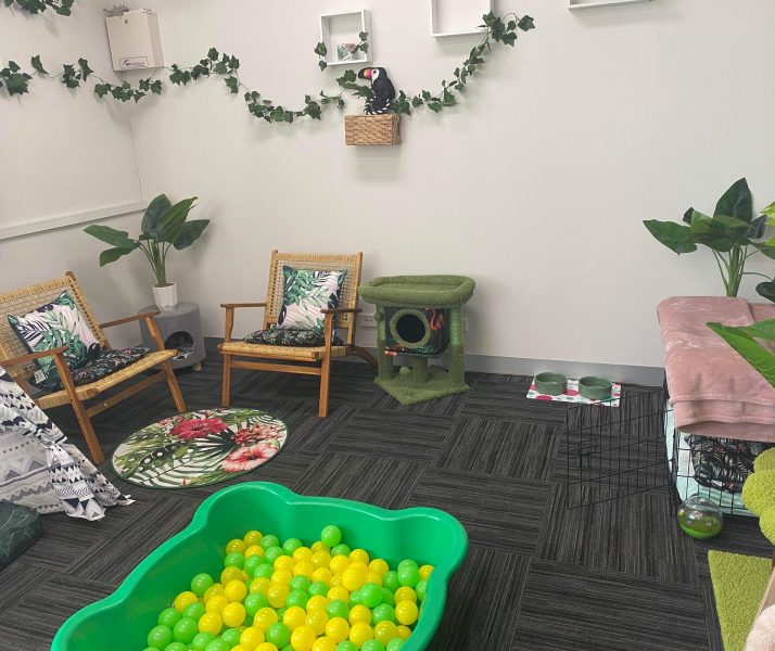 Cat Cost in Australia, Cat Boarding Prices Melbourne