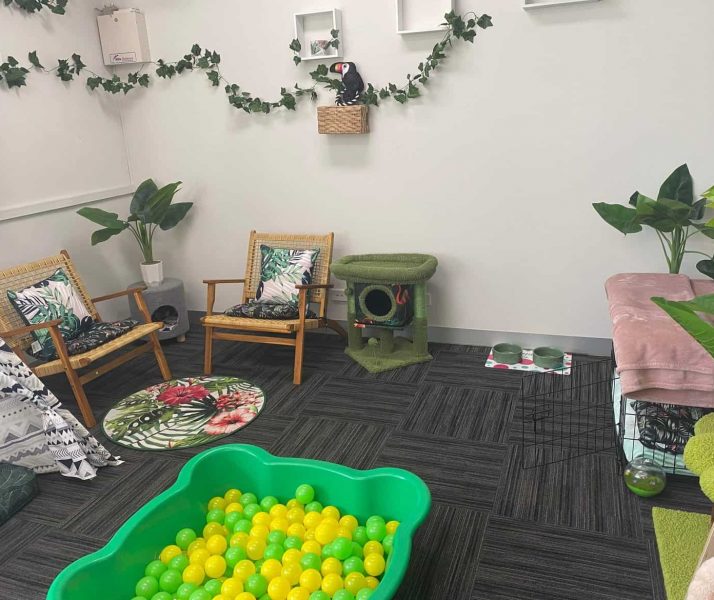 Cat Cost in Australia, Cat Boarding Prices Melbourne Luxury Cattery Melbourne