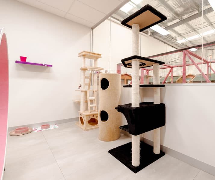 Cat Cost in Australia, Cat Boarding Prices Melbourne